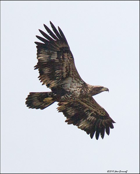 _5SB6148 2nd year bald eagle.jpg